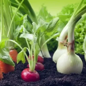 Welches Gemüse pflanzen im Mai? Diese Sorten sollten in Ihrem Garten nicht fehlen!