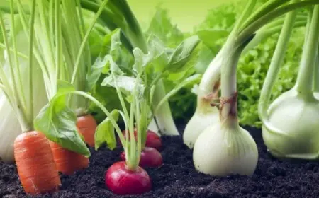 Welches Gemüse pflanzen im Mai? Diese Sorten sollten in Ihrem Garten nicht fehlen!