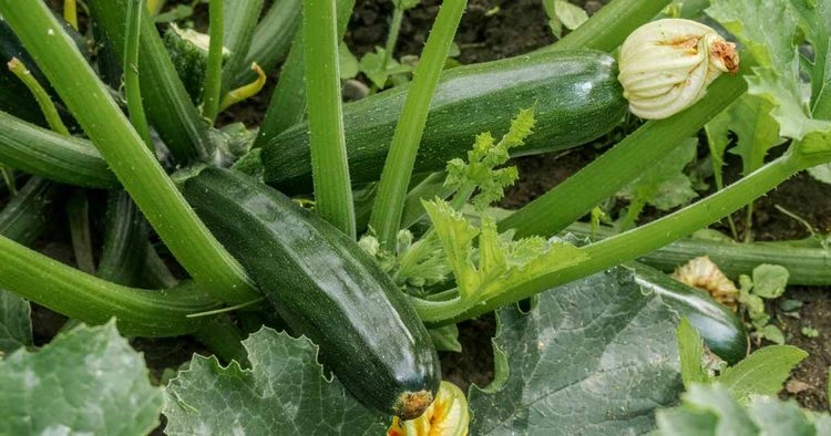 Welches Gemüse pflanzen im Mai? Zucchini