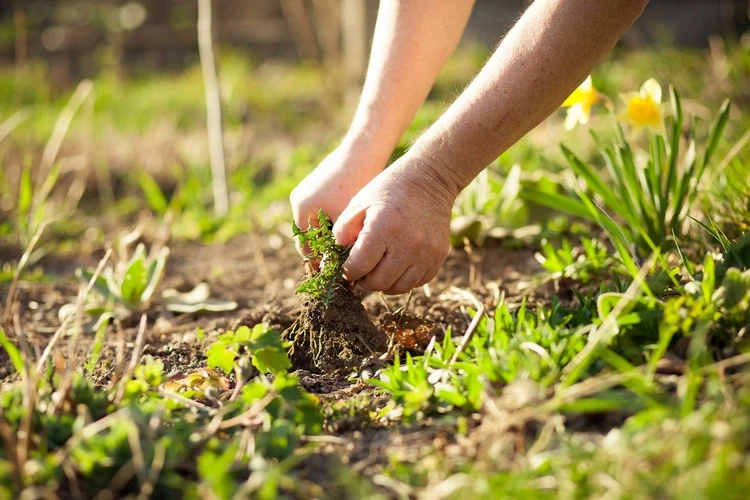Wenn Sie Ihren Garten frei von Unkraut halten, wird der Blattlausbefall minimal sein