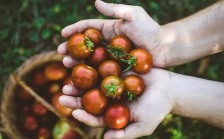 wenn sie nach gemüse für sonnigen standort suchen, sind tomaten ideal