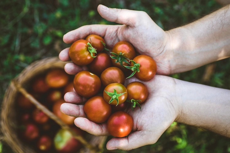 wenn sie nach gemüse für sonnigen standort suchen, sind tomaten ideal