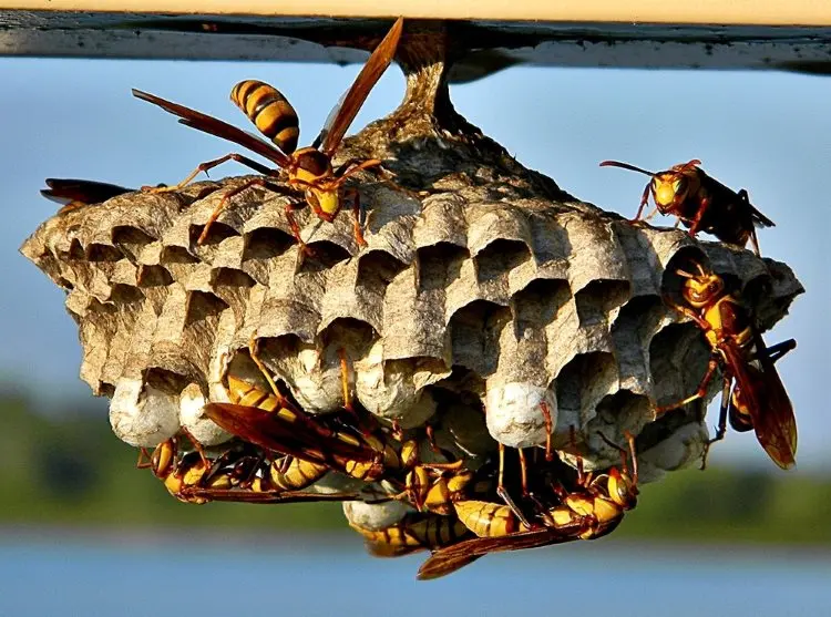 wespen am nestbau verhindern tipps