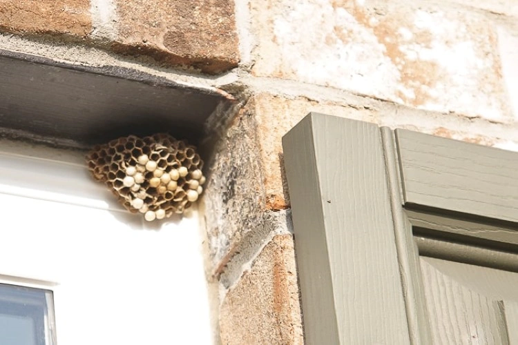 wespen beim nestbau verhindern tipps