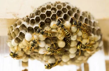 Wespen im Dach vertreiben mit natürlichen Mitteln