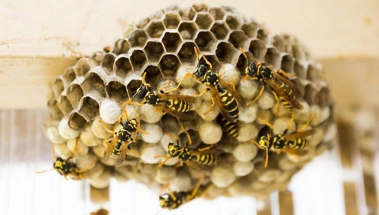 Wespen im Dach vertreiben mit natürlichen Mitteln
