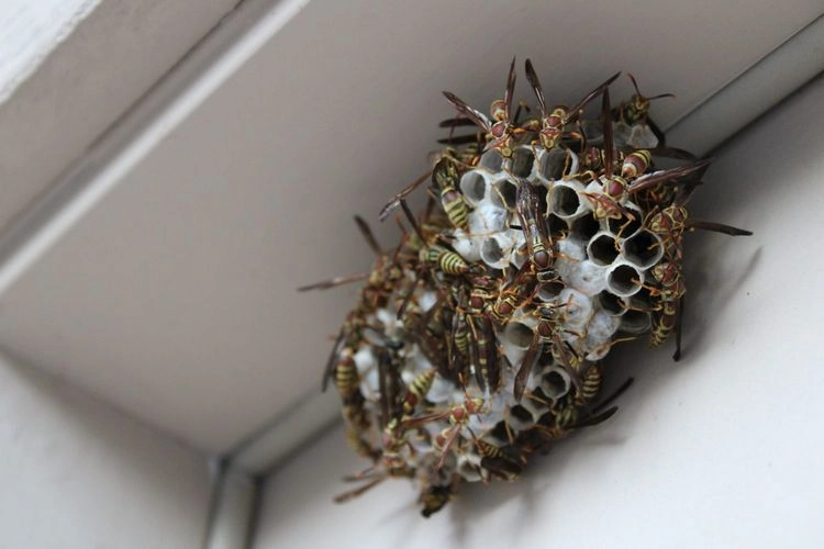 Wespen im Dach vertreiben mit scharfen Chilischoten
