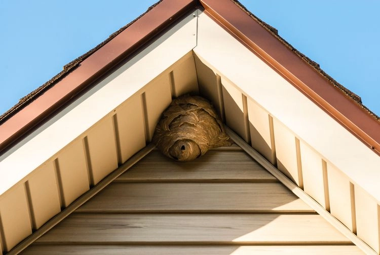 Wespen im Dach vertreiben - Pfefferminzöl