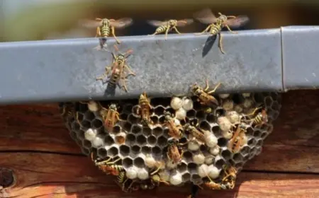 wespen vertreiben und am nestbau verhindern