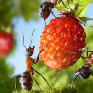 wie ameisen an erdbeeren loswerden ameisenbefall im garten hausmittel