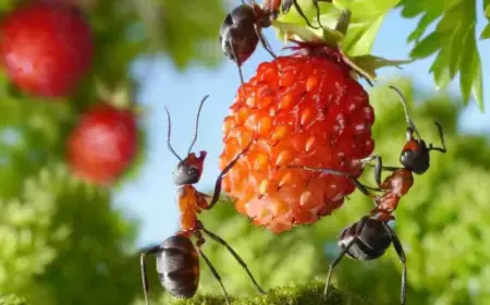 wie ameisen an erdbeeren loswerden ameisenbefall im garten hausmittel