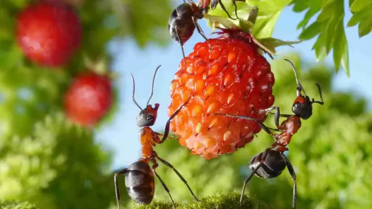 wie ameisen an erdbeeren loswerden ameisenbefall im garten hausmittel