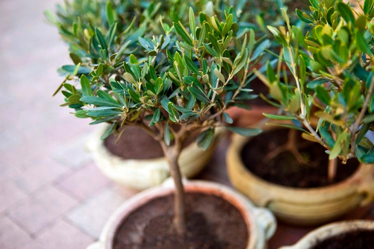 Wie erkennt man einen Nährstoffmangel bei Olivenbäumen?