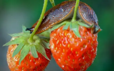 Wie kann man die Erdbeeren vor Schnecken schützen?