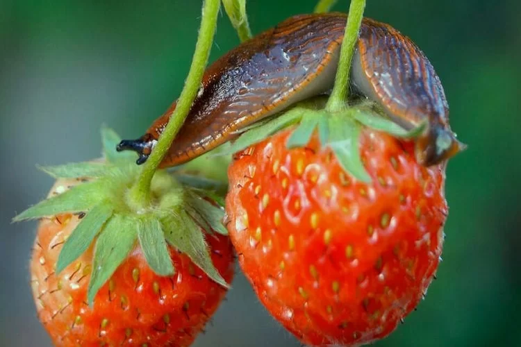 Wie kann man die Erdbeeren vor Schnecken schützen?