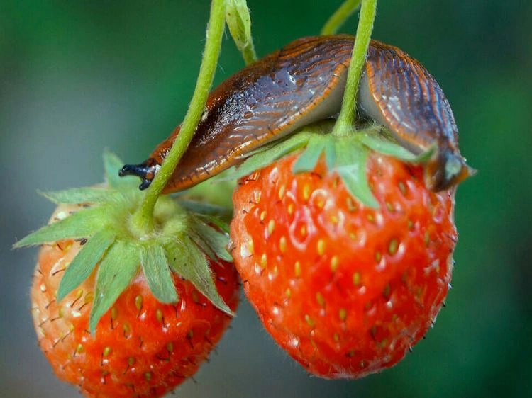 Wie kann man die Erdbeeren vor Schnecken schützen?