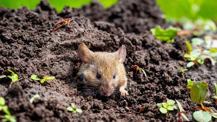 Wie können Sie erkennen, dass Sie Mäuse im Garten haben