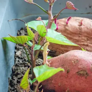 Wie können Sie Süßkartoffeln auf dem Balkon pflanzen