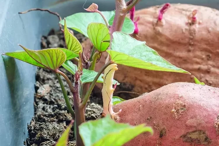 Wie können Sie Süßkartoffeln auf dem Balkon pflanzen