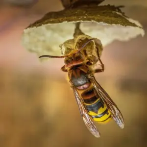 wie man die hornissen am nestbau verhindern kann
