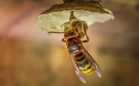 wie man die hornissen am nestbau verhindern kann