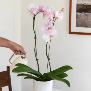 Wie man Orchideen wieder zum Blühen bekommt - richtiges Gießen