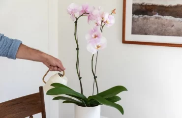 Wie man Orchideen wieder zum Blühen bekommt - richtiges Gießen