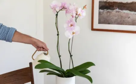 Wie man Orchideen wieder zum Blühen bekommt - richtiges Gießen