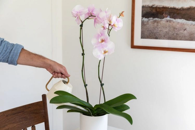 Wie man Orchideen wieder zum Blühen bekommt - richtiges Gießen