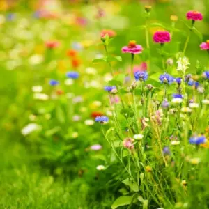 wildblumenwiese anlegen welche blumen