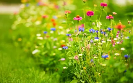 wildblumenwiese anlegen welche blumen