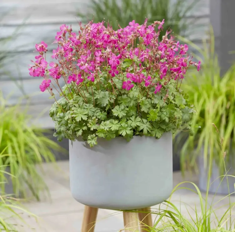 Winterharte, blühende Kübelpflanzen - Der Storchschnabel (Geranium) für die Vollsonne