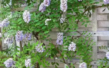 Wisteria können an Spalier, Pergola oder ähnliche Stütze gepflanzt werden
