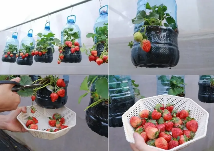 Wo kann man Erdbeeren pflanzen - Plastikflaschen recyceln
