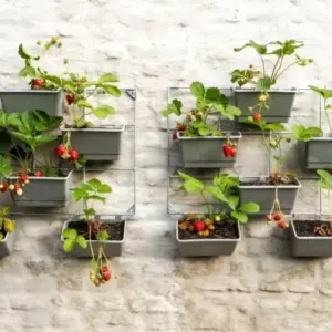 Wo kann man Erdbeeren pflanzen - Vertikal an der Wand mit Blumenkästen