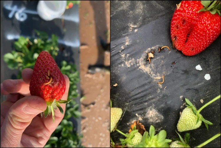 würmer in erdbeeren was kann man tun