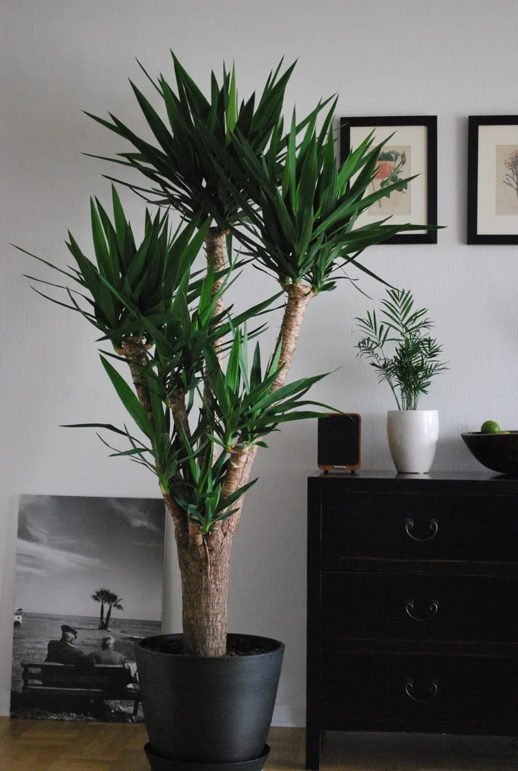 Yucca-Palme oder Riesen Palmlilie ist eine tolle Wahl für große pflegeleichte Pflanze im Wohnzimmer