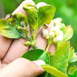 zitronenbaum blätter rollen sich ein, wenn der baum nicht richtig gepflegt wird