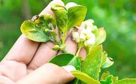 zitronenbaum blätter rollen sich ein, wenn der baum nicht richtig gepflegt wird