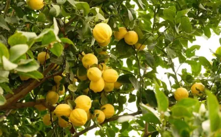 Zitronenbaum düngen mit Hausmitteln