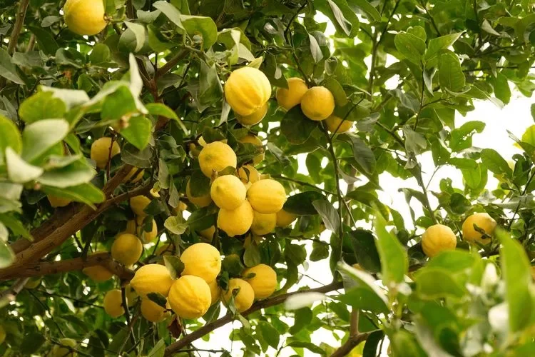 Zitronenbaum düngen mit Hausmitteln