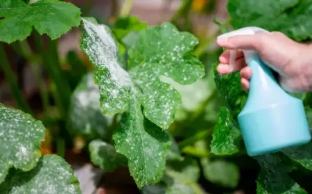 zucchini blätter mit milch besprühen