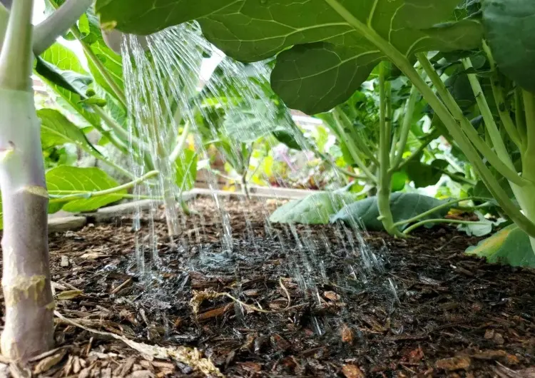 zucchini mehltau vorbeugen von unten gießen