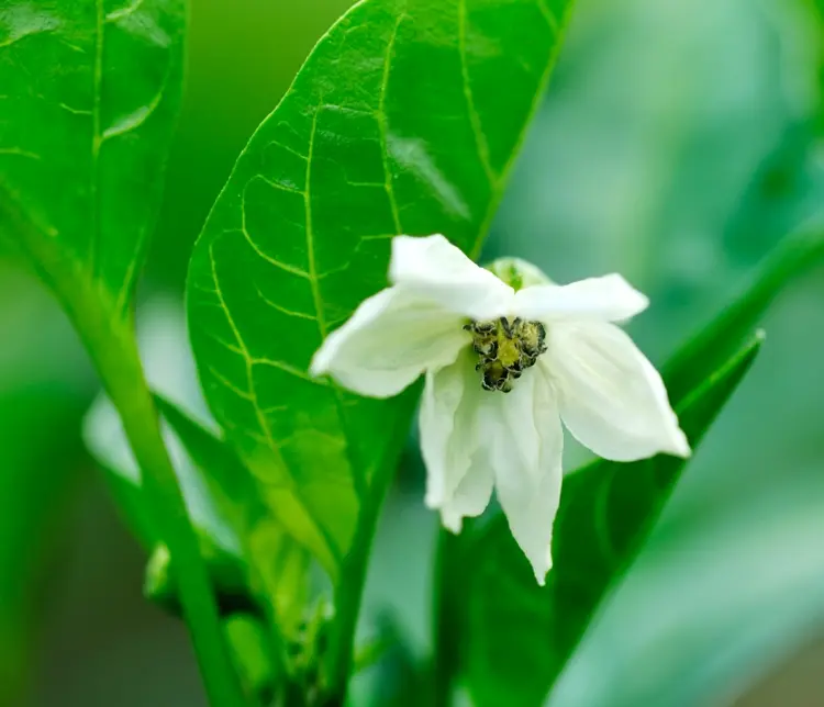 Zur Pflege der Paprikapflanzen gehört manchmal das Abknipsen der ersten Blütenknospen