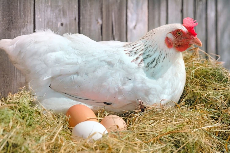 ab wann legen hühner eier und welche pflegemaßnahmen sie ergreifen sollten, um die eierproduktion zu fördern