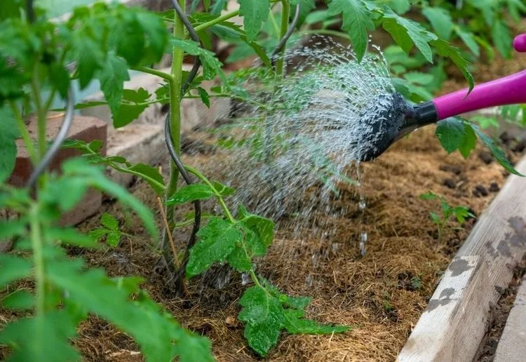 Achten sie auf die richtige Bewässerung, damit die Tomaten blühen