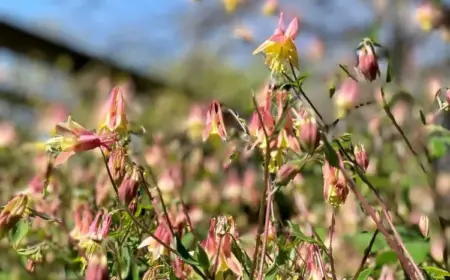 Akelei blüht nicht - Was können Sie dagegen tun