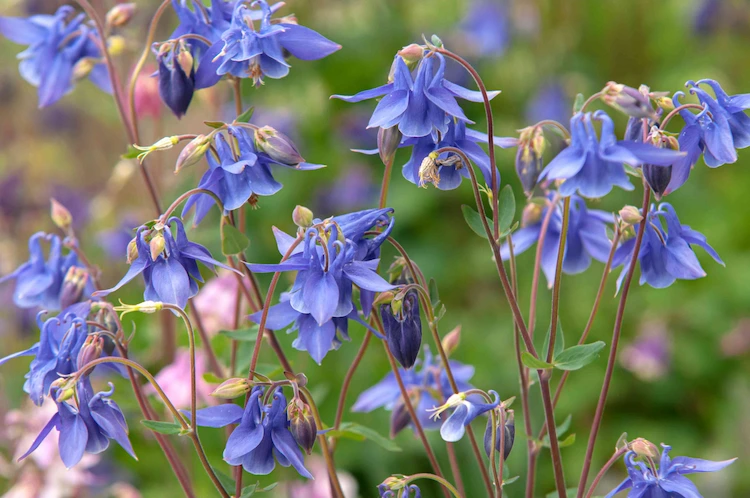 columbines are sweet and tender and they disappear after only a few years