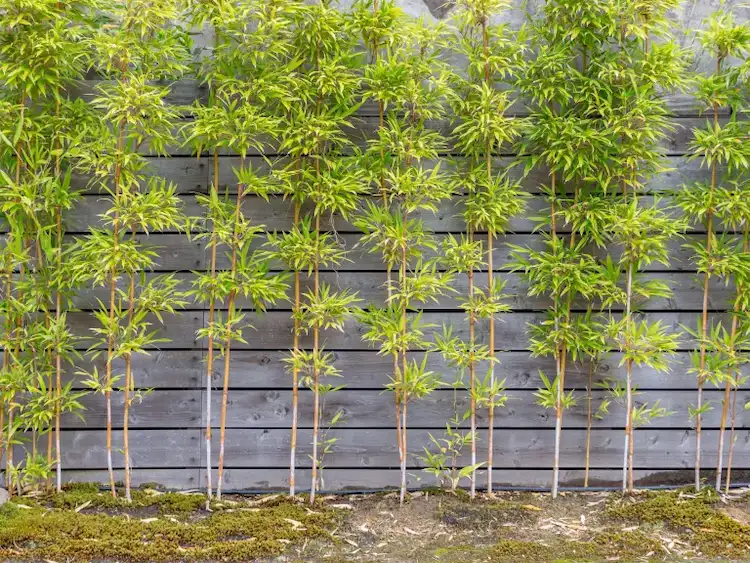 als schnell wachsende pflanze bambus wählen und zwecks sichtschutz oder laub damit den zaun bepflanzen