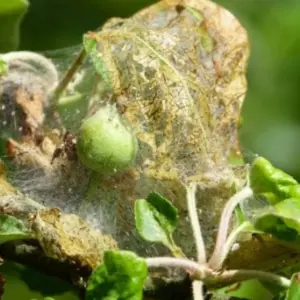 apfelbaum schädlinge raupen gespinster